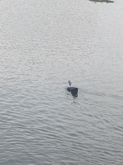 Cairina moschata domestica