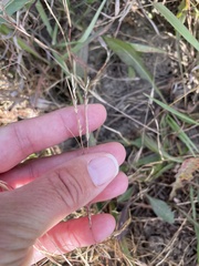 Sporobolus vaginiflorus