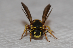 Dianthidium curvatum