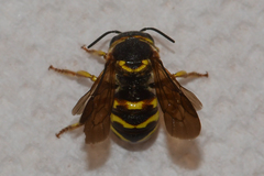 Dianthidium curvatum