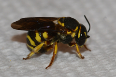 Dianthidium curvatum