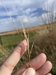 Sporobolus vaginiflorus