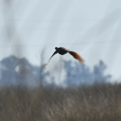 Rhynchotus rufescens