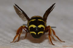 Dianthidium curvatum