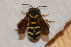 Dianthidium curvatum