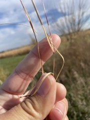 Sporobolus vaginiflorus