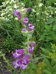 Penstemon cobaea