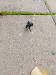 Xylocopa violacea