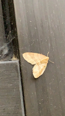 Larentiinae