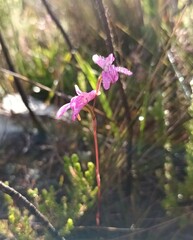 Disa inflexa