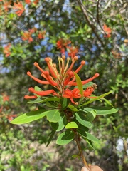 Embothrium coccineum