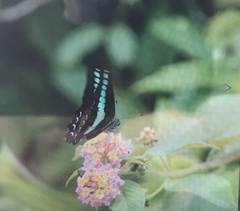 Graphium sarpedon connectens