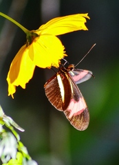 Heliconius