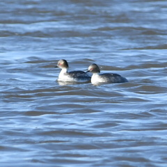 Podiceps occipitalis
