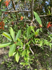 Embothrium coccineum