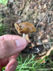 Psilocybe cyanescens