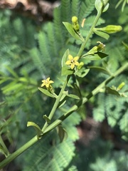 Osyridicarpos schimperianus