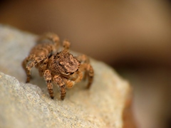 Aelurillus v-insignitus