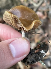Psilocybe cyanescens