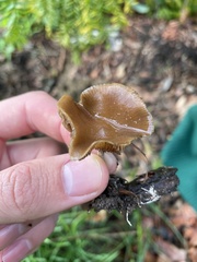 Psilocybe cyanescens