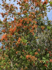 Embothrium coccineum