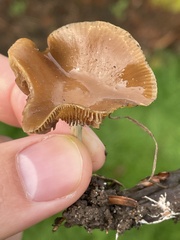 Psilocybe cyanescens