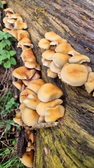 Hypholoma fasciculare