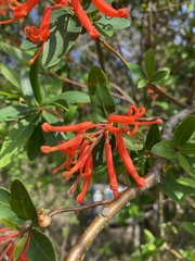 Embothrium coccineum