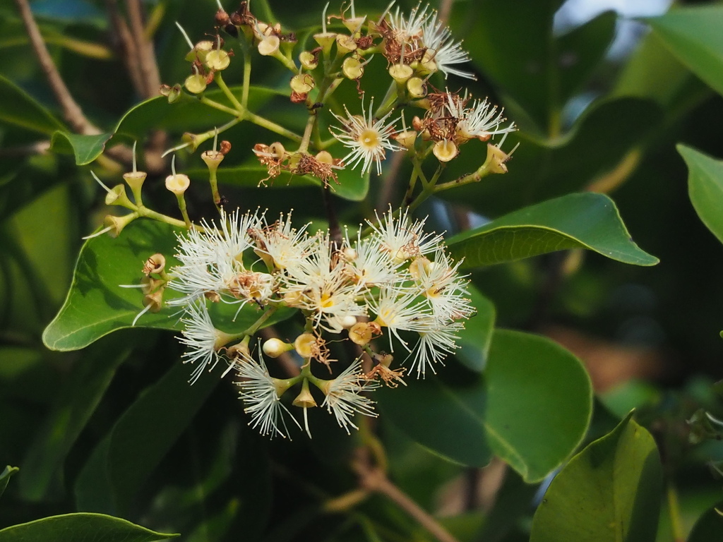 Syzygium formosanum, 台灣屏東縣