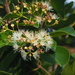 Syzygium formosanum - Photo no rights reserved, uploaded by 葉子