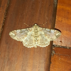 Iridopsis chalcea