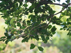 Syzygium formosanum