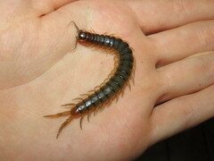 Cormocephalus