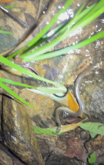 Opisthotropis lateralis