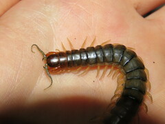 Cormocephalus