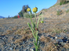 Eriopis chilensis