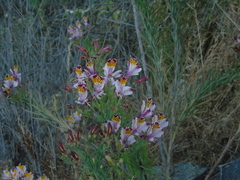 Alstroemeria pulchra