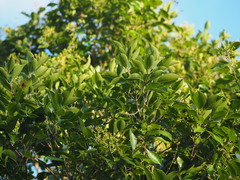 Syzygium formosanum