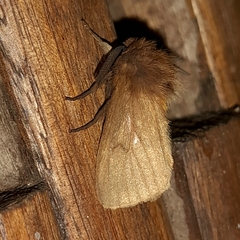 Paracles phaeocera