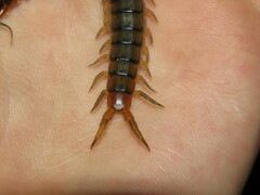 Cormocephalus