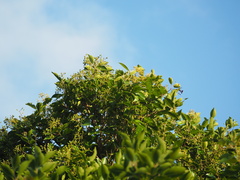 Syzygium formosanum