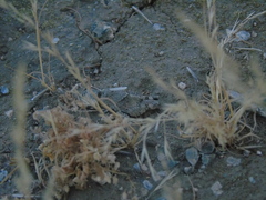 Trimerotropis ochraceipennis