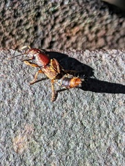 Platydracus cinnamopterus