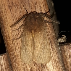 Paracles phaeocera