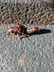 Platydracus cinnamopterus