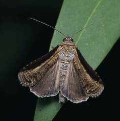 Lophoptera squammigera