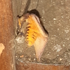 Paracles phaeocera