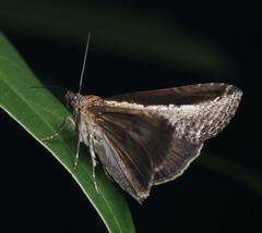 Lophoptera squammigera