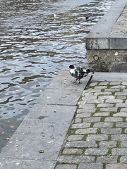 Fulica atra