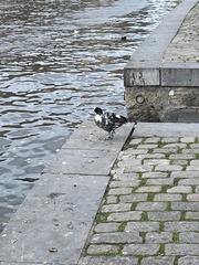 Fulica atra